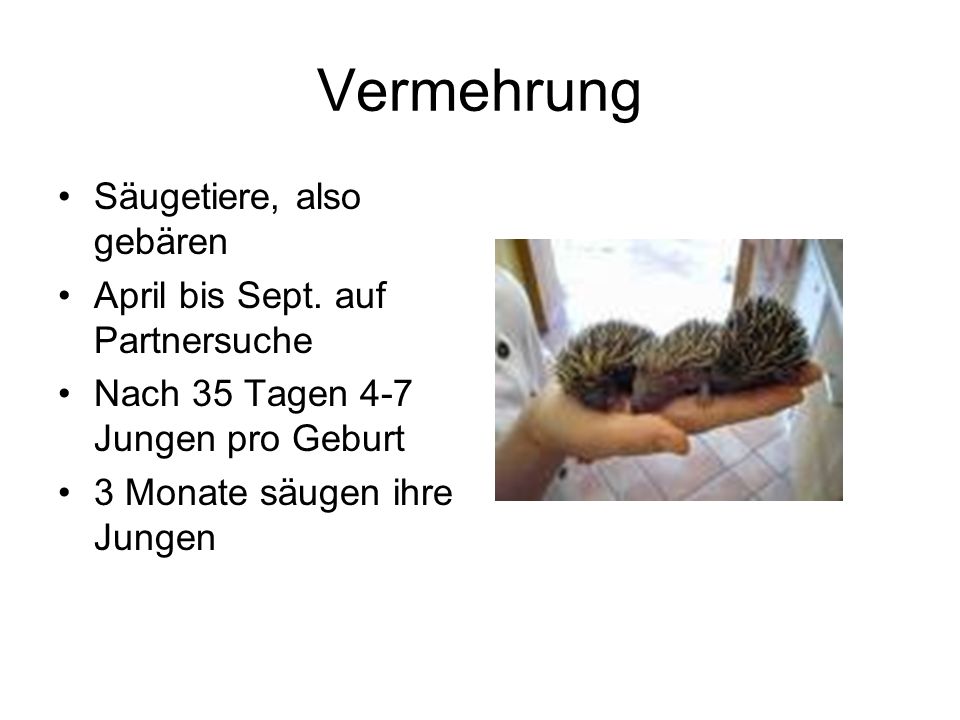 Vermehrung Säugetiere, also gebären April bis Sept. auf Partnersuche