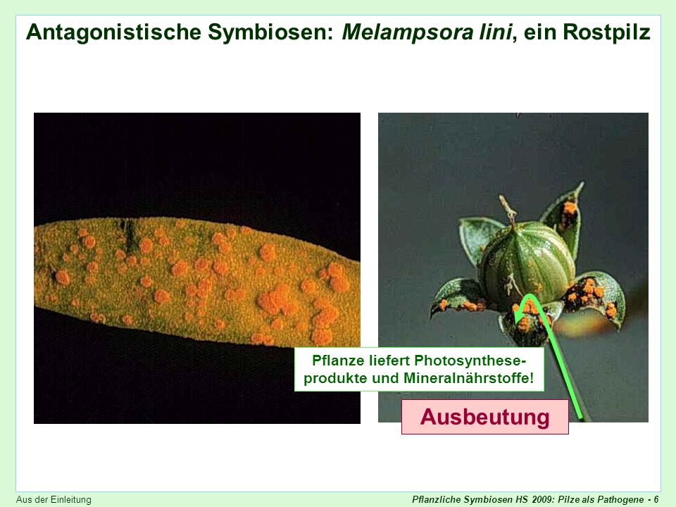 Antagonistische Symbiosen: Melampsora lini, ein Rostpilz