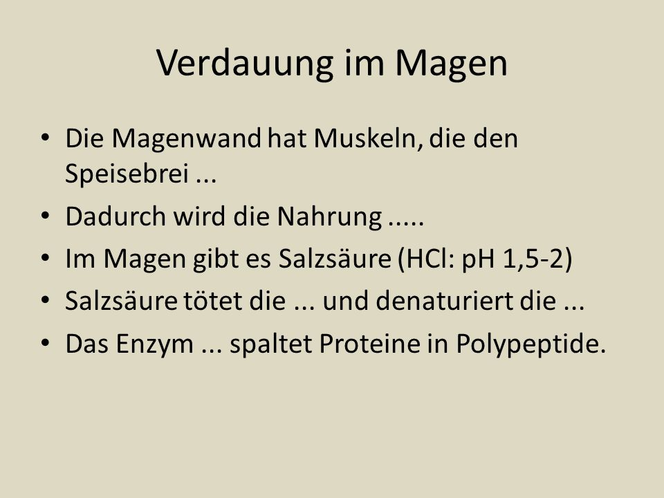 Verdauung im Magen Die Magenwand hat Muskeln, die den Speisebrei ...