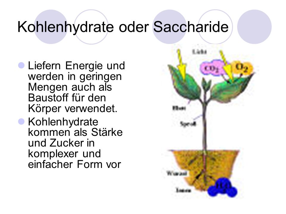 Kohlenhydrate oder Saccharide