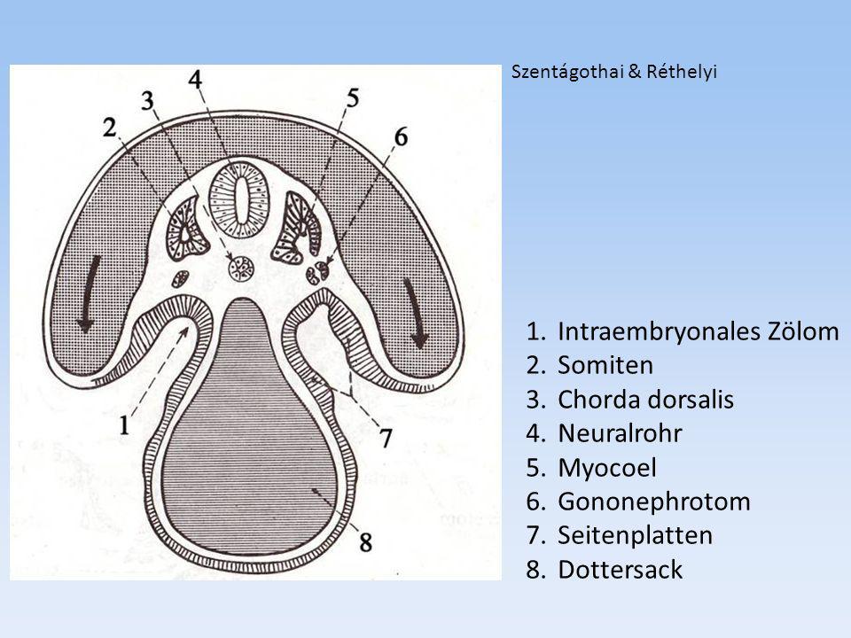 Intraembryonales Zölom Somiten Chorda dorsalis Neuralrohr Myocoel