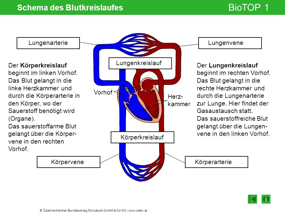 Schema des Blutkreislaufes
