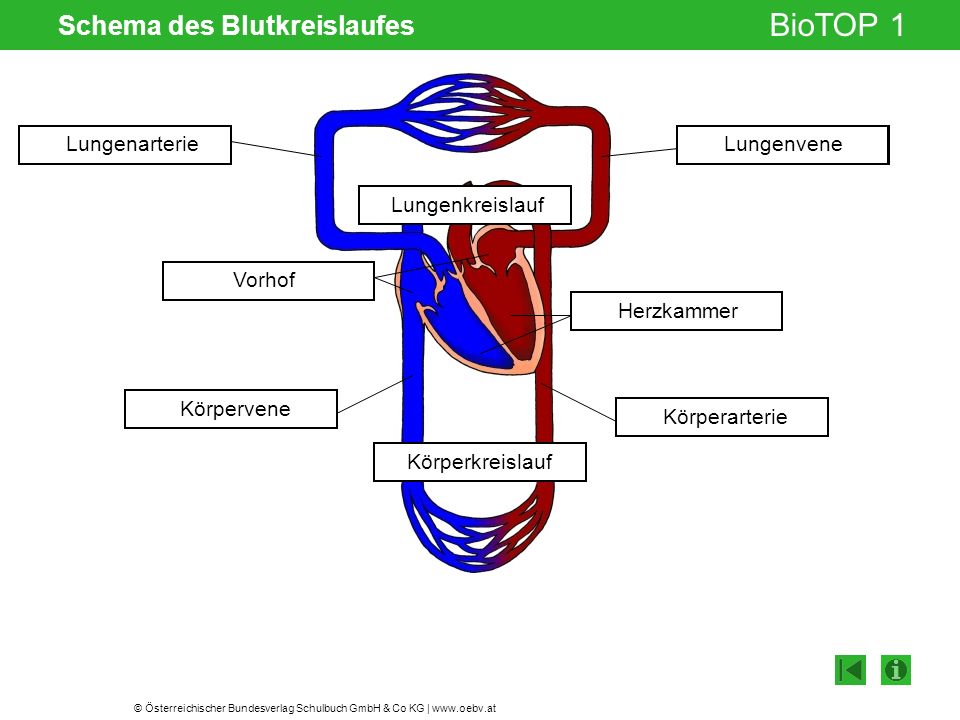 Schema des Blutkreislaufes
