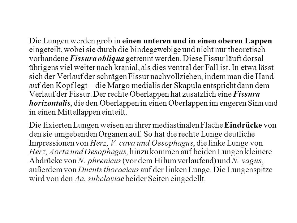 Die Lungen werden grob in einen unteren und in einen oberen Lappen eingeteilt, wobei sie durch die bindegewebige und nicht nur theoretisch vorhandene Fissura obliqua getrennt werden. Diese Fissur läuft dorsal übrigens viel weiter nach kranial, als dies ventral der Fall ist. In etwa lässt sich der Verlauf der schrägen Fissur nachvollziehen, indem man die Hand auf den Kopf legt – die Margo medialis der Skapula entspricht dann dem Verlauf der Fissur. Der rechte Oberlappen hat zusätzlich eine Fissura horizontalis, die den Oberlappen in einen Oberlappen im engeren Sinn und in einen Mittellappen einteilt.