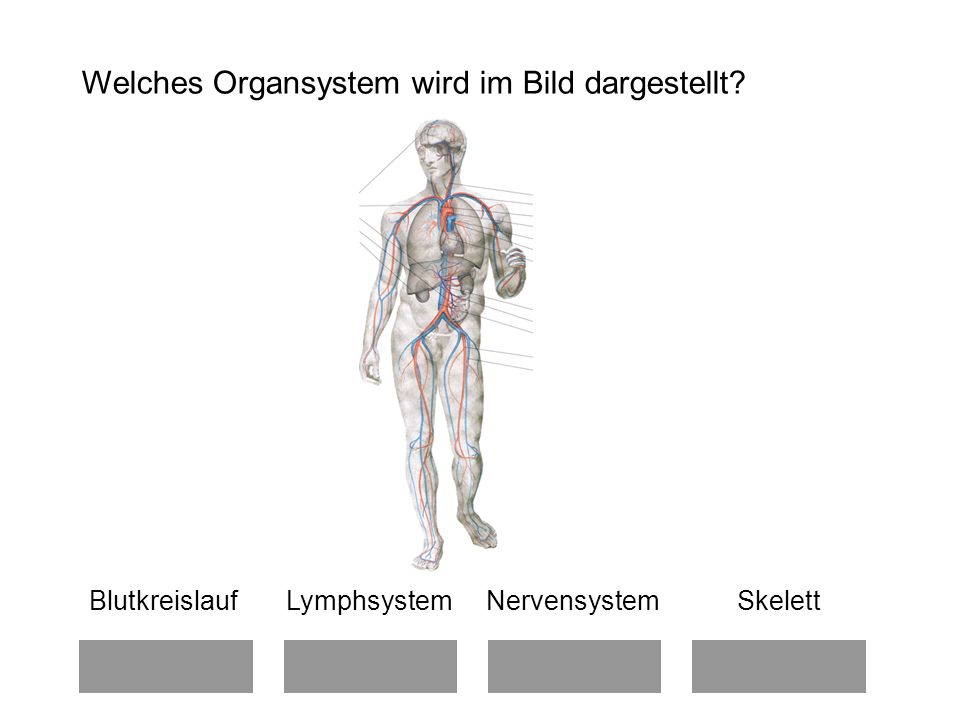 Welches Organsystem wird im Bild dargestellt
