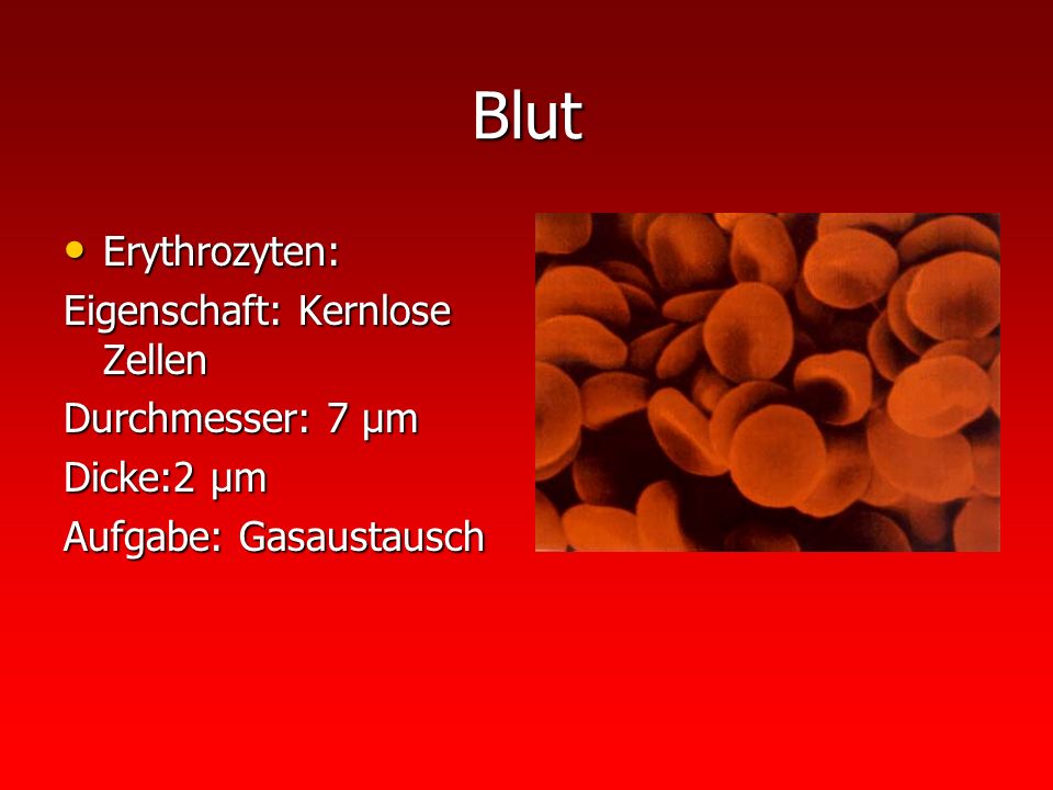 Blut Erythrozyten: Eigenschaft: Kernlose Zellen Durchmesser: 7 µm