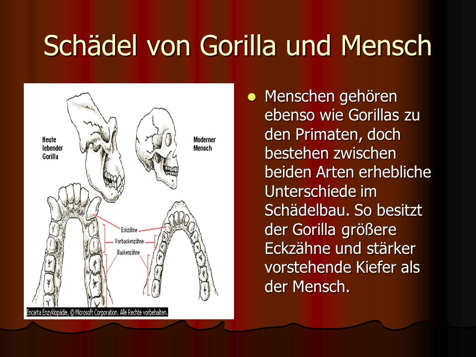 Schädel von Gorilla und Mensch