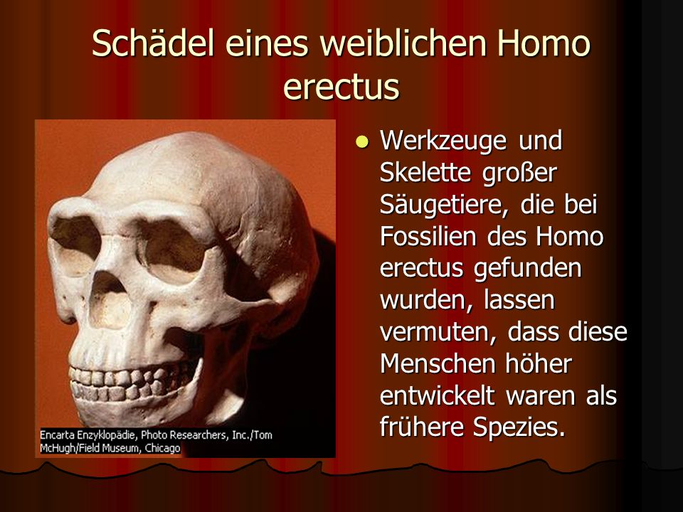 Schädel eines weiblichen Homo erectus