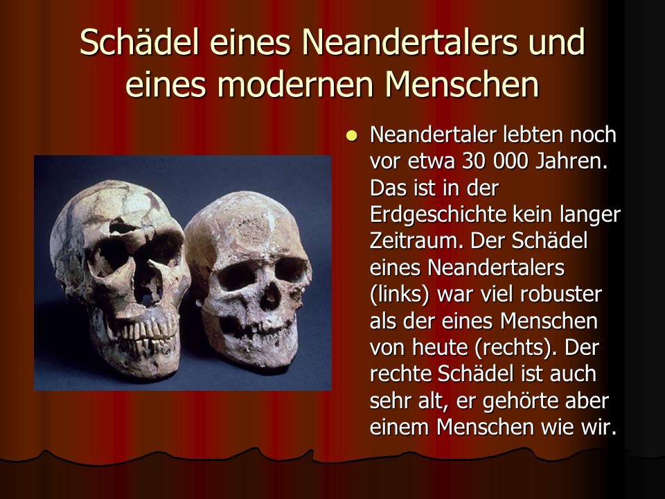 Schädel eines Neandertalers und eines modernen Menschen