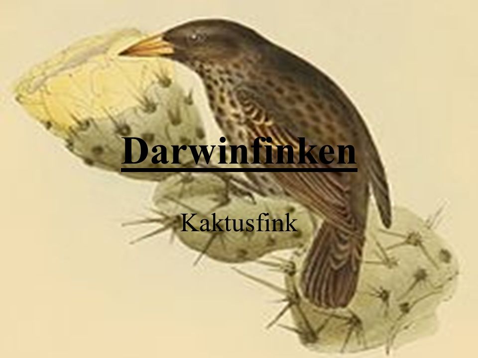 Darwinfinken Kaktusfink