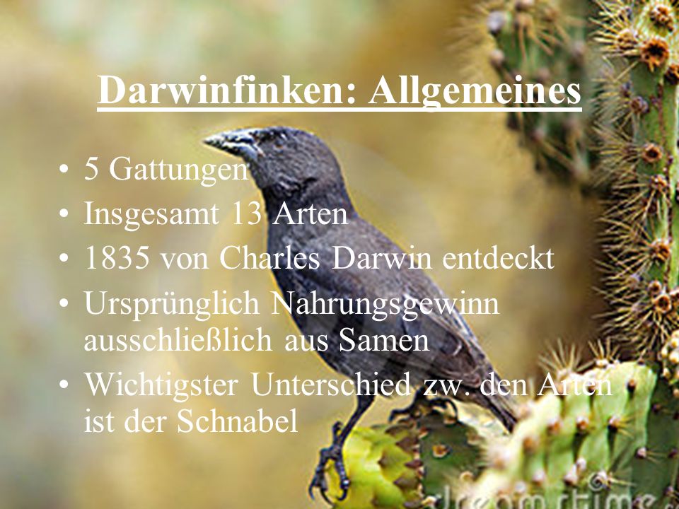 Darwinfinken: Allgemeines