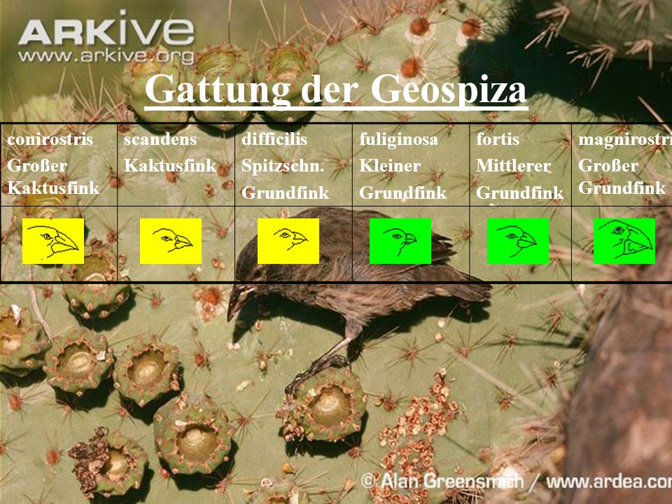 Gattung der Geospiza conirostris Großer Kaktusfink scandens Kaktusfink