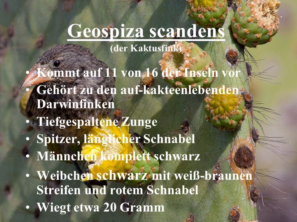 Geospiza scandens (der Kaktusfink)