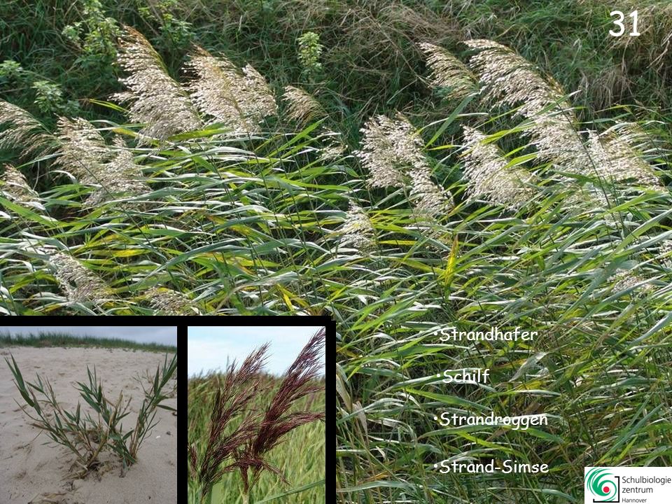 32 Diese Pflanze wuchs früher massenweise vor und in den Dünen.
