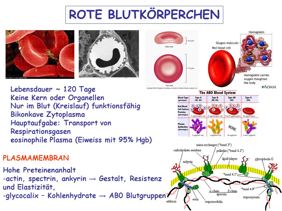 ROTE BLUTKÖRPERCHEN Lebensdauer ~ 120 Tage Keine Kern oder Organellen