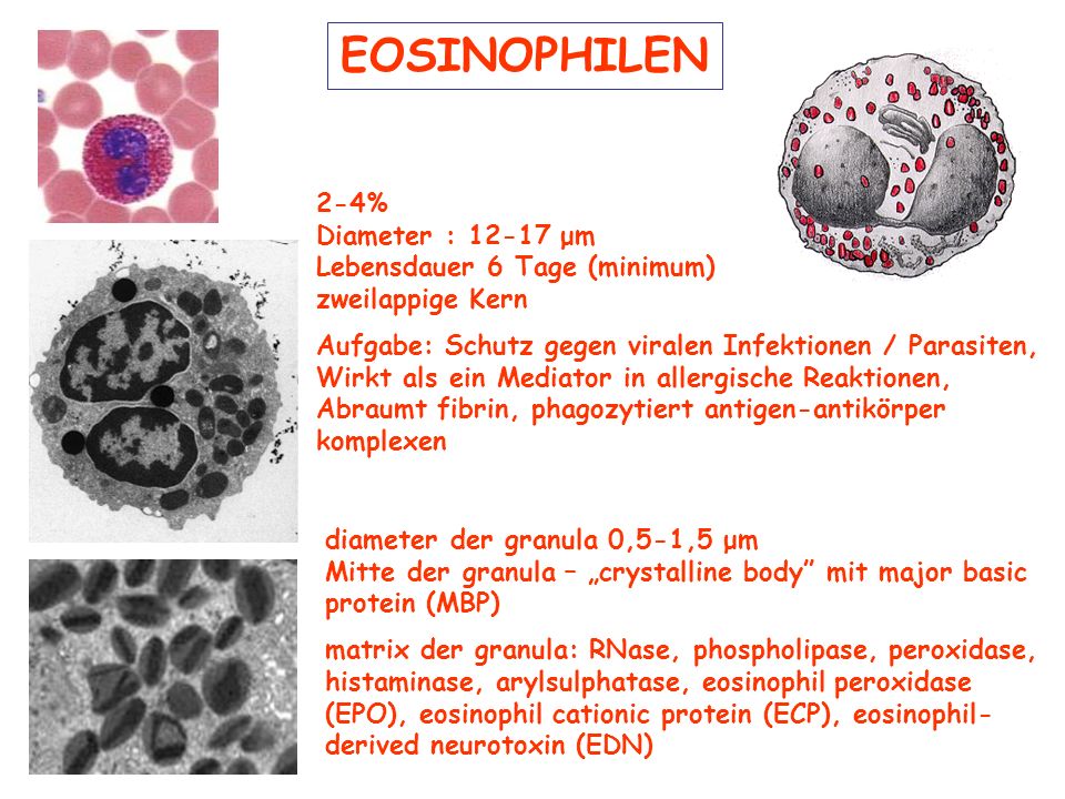 EOSINOPHILEN 2-4% Diameter : μm Lebensdauer 6 Tage (minimum)