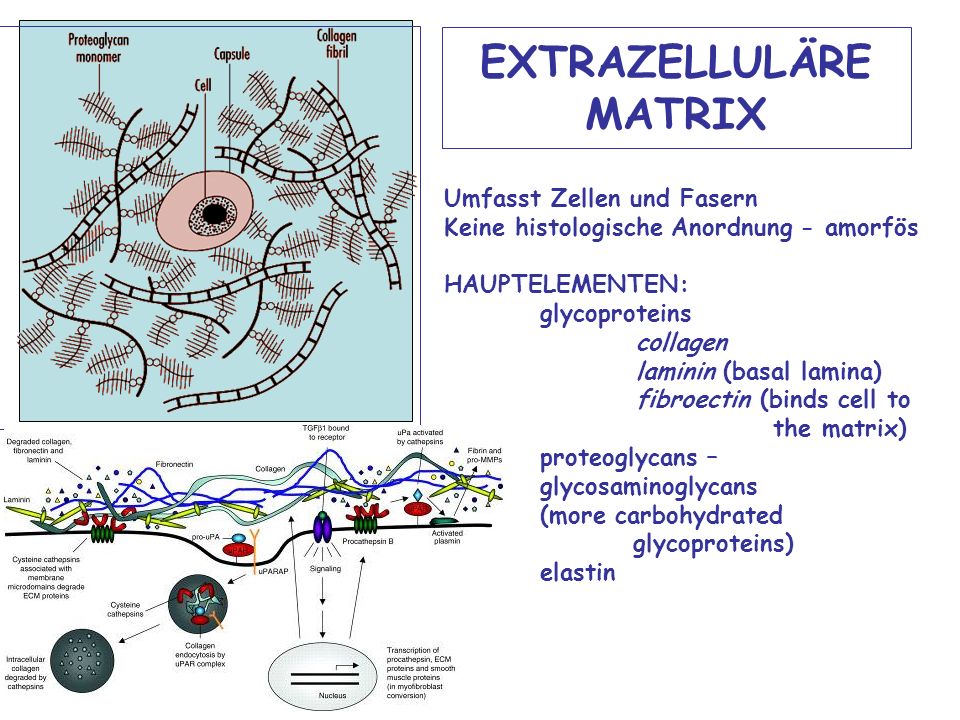 BINDEGEWEBE Dr. Andrea D. Székely. ppt video online herunterladen