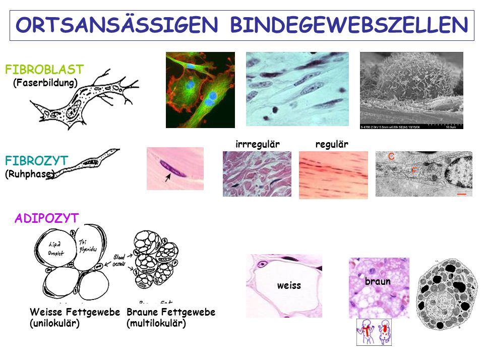 BINDEGEWEBE Dr. Andrea D. Székely. ppt video online herunterladen