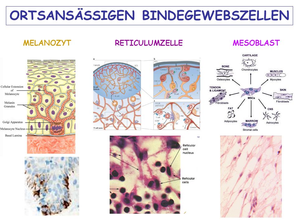 BINDEGEWEBE Dr. Andrea D. Székely. ppt video online herunterladen