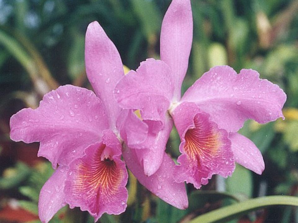 Um eine Orchidee am Leben zu erhalten, werde ich mich fragen: