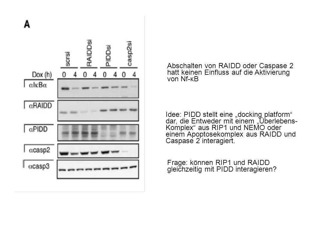 Abschalten von RAIDD oder Caspase 2 hatt keinen Einfluss auf die Aktivierung von Nf-κB