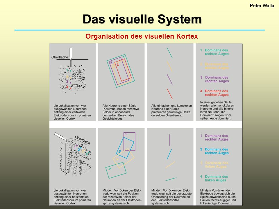 Peter Walla Das visuelle System Organisation des visuellen Kortex