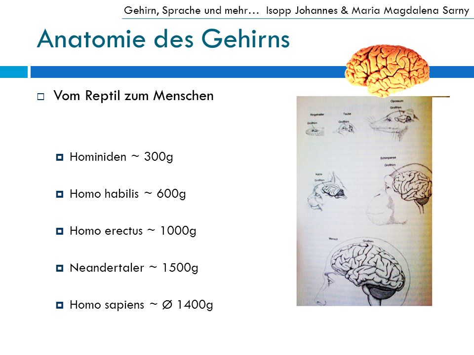 Anatomie des Gehirns Vom Reptil zum Menschen Hominiden ~ 300g
