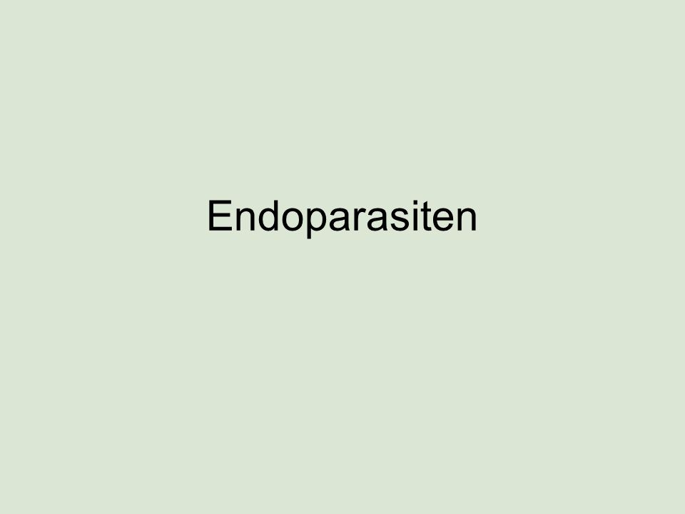 Endoparasiten
