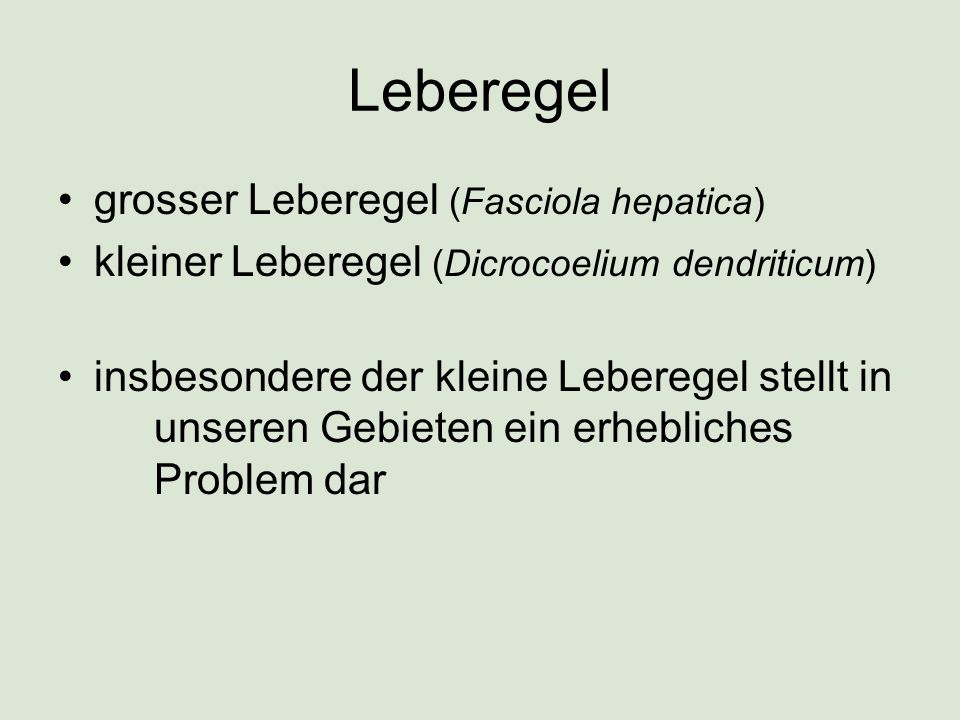 Leberegel grosser Leberegel (Fasciola hepatica)