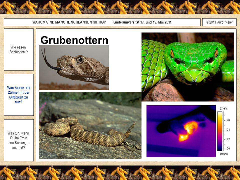 Grubenottern Wie essen Schlangen Was haben die Zähne mit der