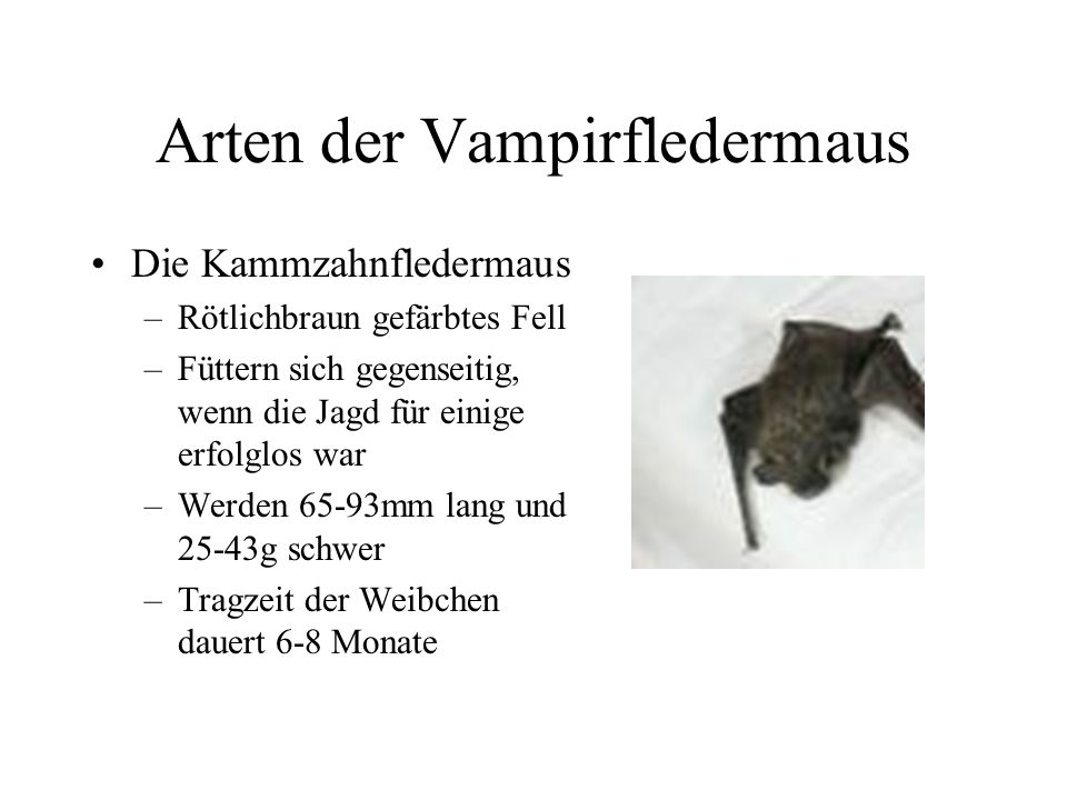 Arten der Vampirfledermaus