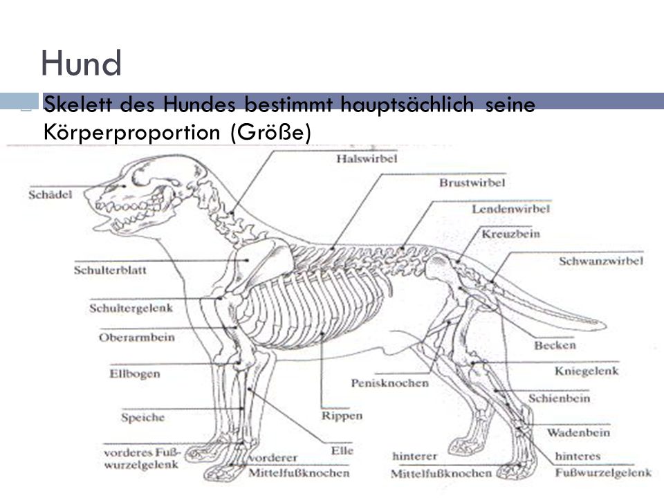 Hund Skelett des Hundes bestimmt hauptsächlich seine Körperproportion (Größe)
