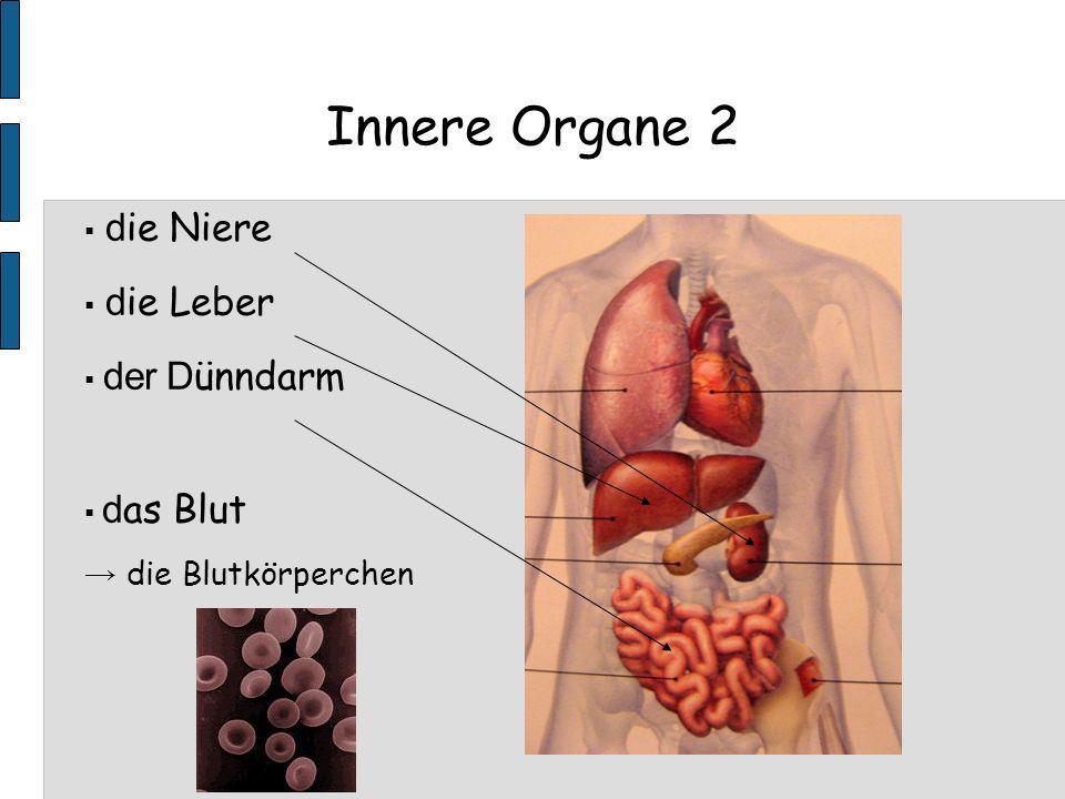 Innere Organe 2 → die Blutkörperchen ▪ die Niere ▪ die Leber