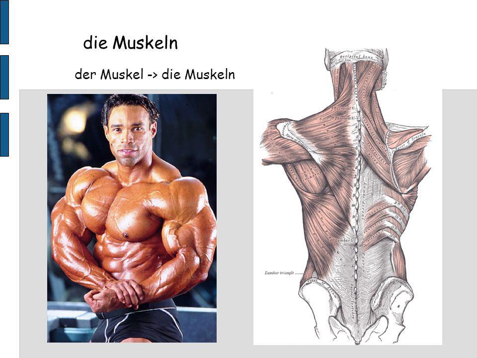 der Muskel -> die Muskeln