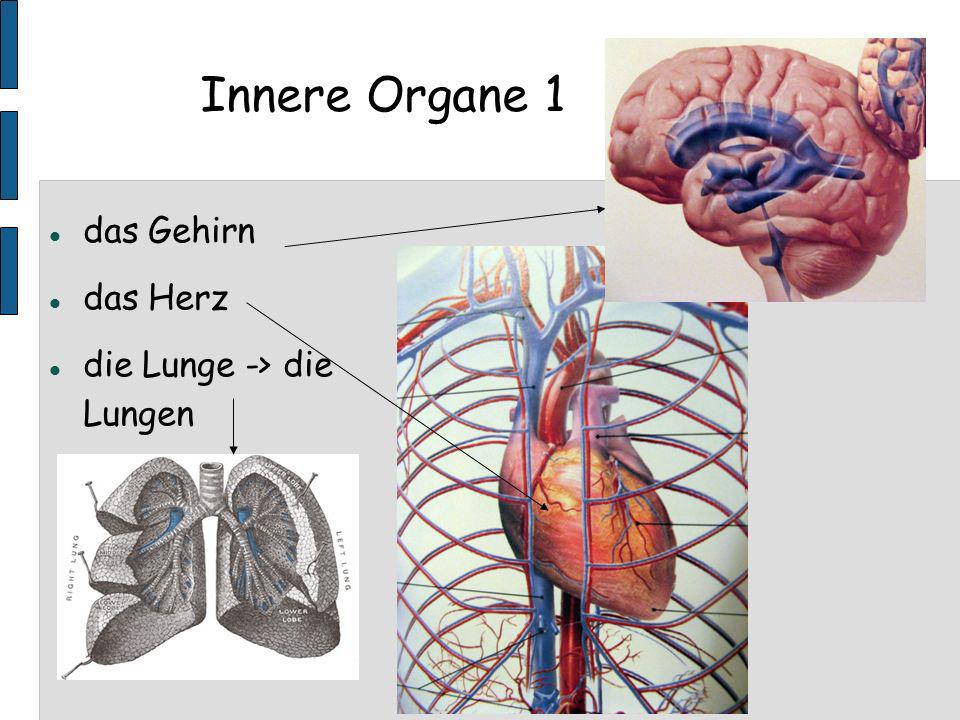 Innere Organe 1 das Gehirn das Herz die Lunge -> die Lungen