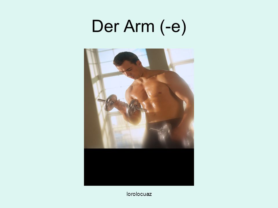 Der Arm (-e) lorolocuaz