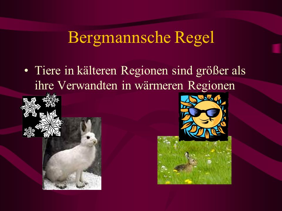 Bergmannsche Regel Tiere in kälteren Regionen sind größer als ihre Verwandten in wärmeren Regionen