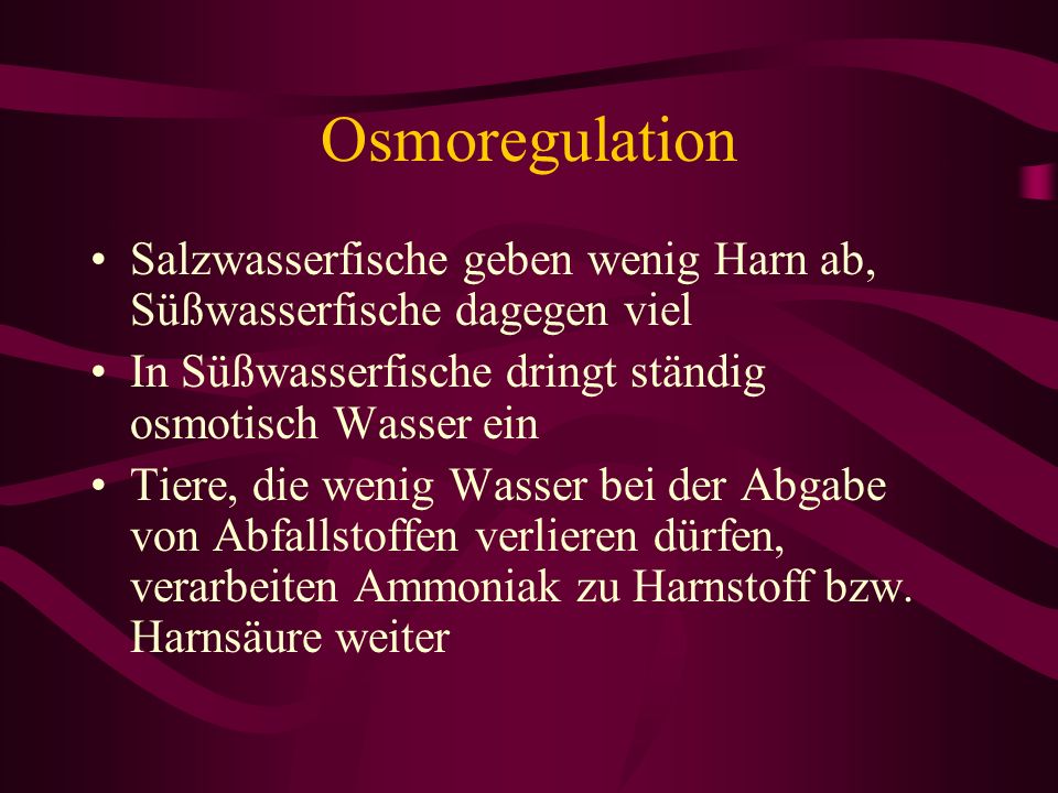 Osmoregulation Salzwasserfische geben wenig Harn ab, Süßwasserfische dagegen viel. In Süßwasserfische dringt ständig osmotisch Wasser ein.