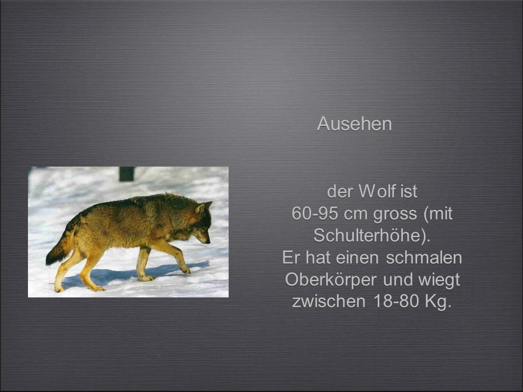 Ausehen der Wolf ist cm gross (mit Schulterhöhe).