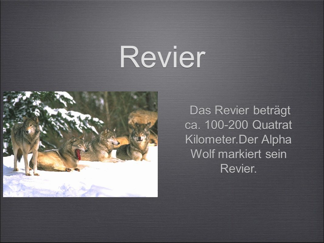 Revier Das Revier beträgt ca Quatrat Kilometer.Der Alpha Wolf markiert sein Revier.