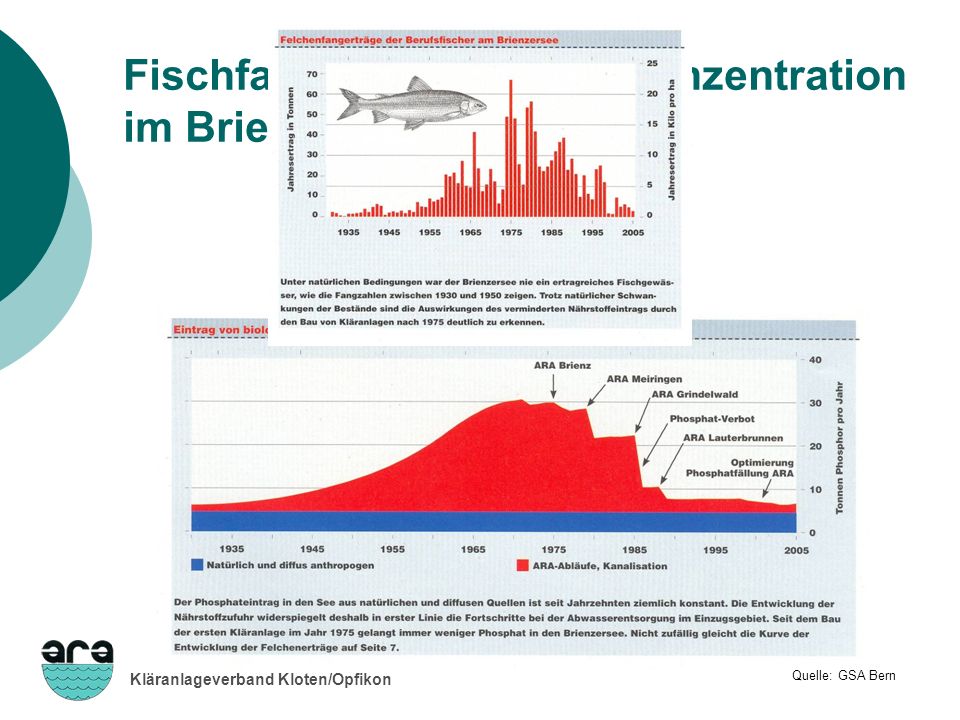 Fischfang und Phosphorkonzentration im Brienzersee