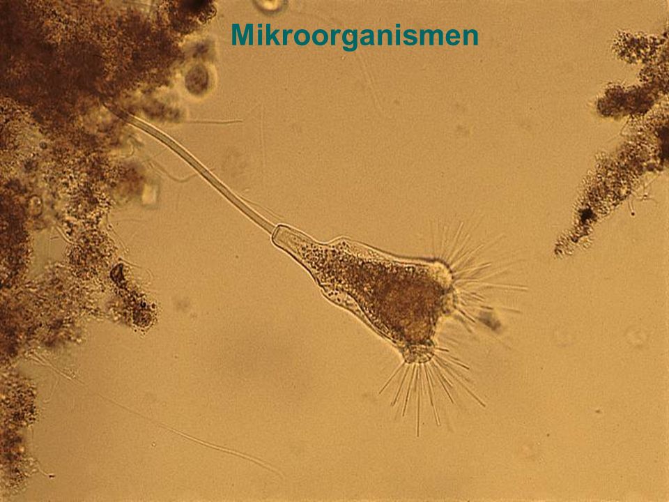 Mikroorganismen