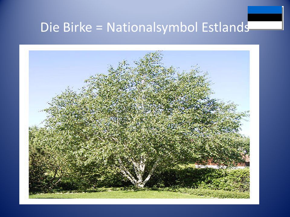 Die Birke = Nationalsymbol Estlands