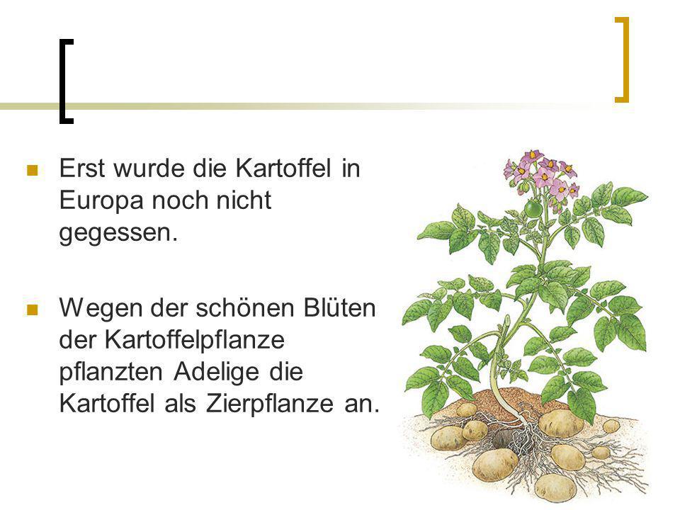 Die Kartoffel kommt nach Europa. ppt video online herunterladen