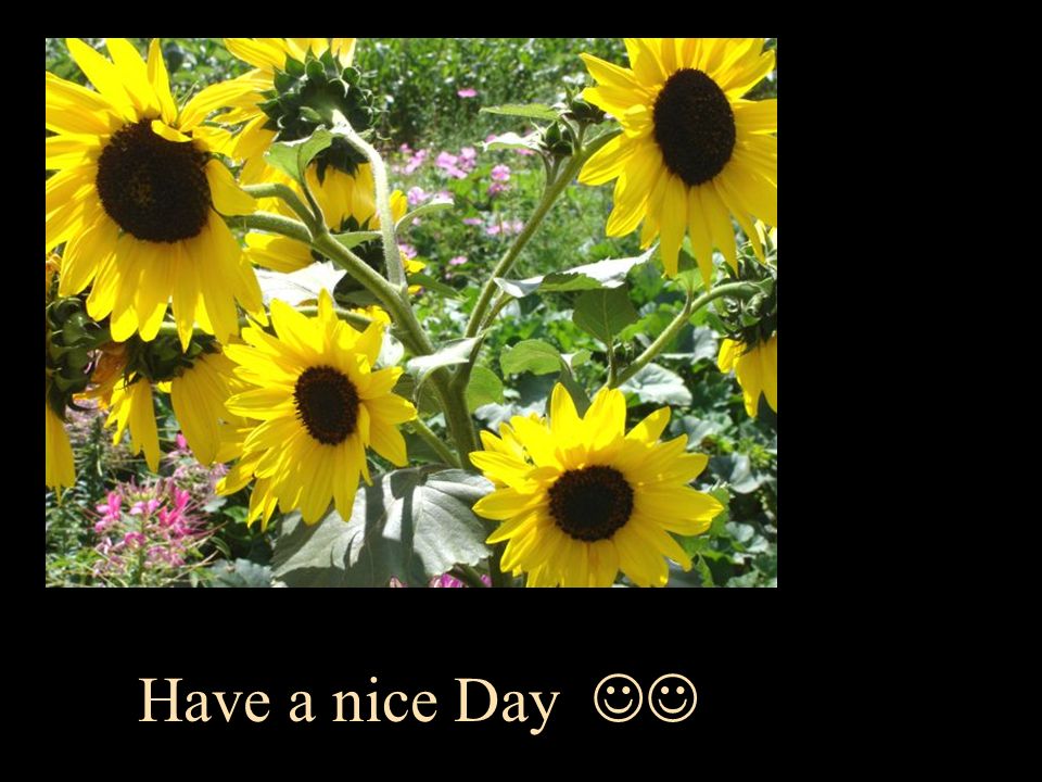 Have a nice Day 