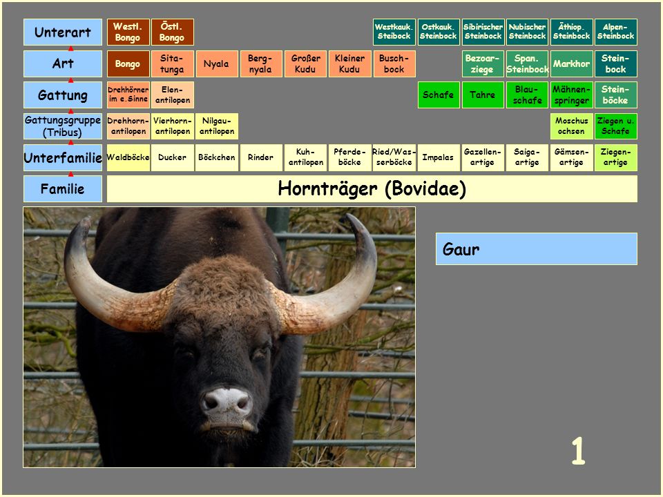 1 Hornträger (Bovidae) Gaur Unterart Art Gattung Unterfamilie Familie