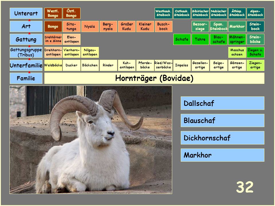 32 Hornträger (Bovidae) Dallschaf Blauschaf Dickhornschaf Markhor