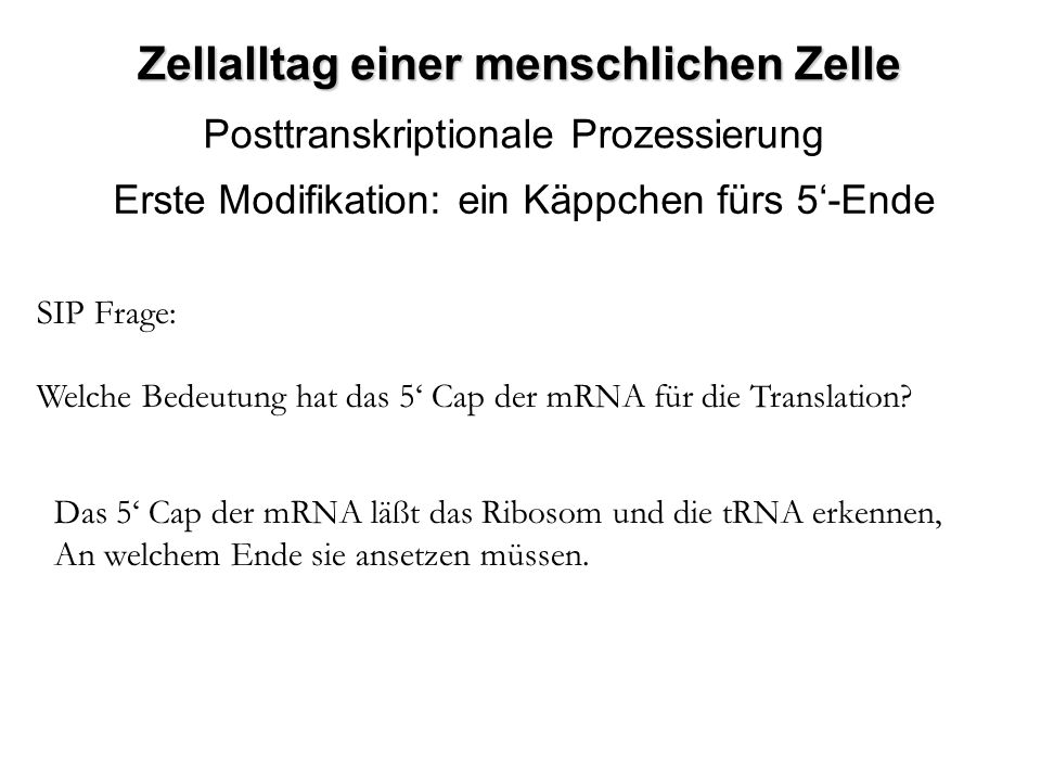 Zellalltag einer menschlichen Zelle