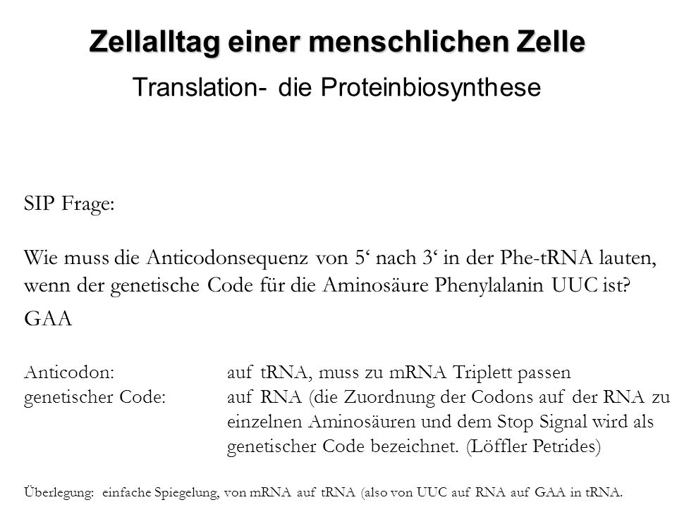 Zellalltag einer menschlichen Zelle