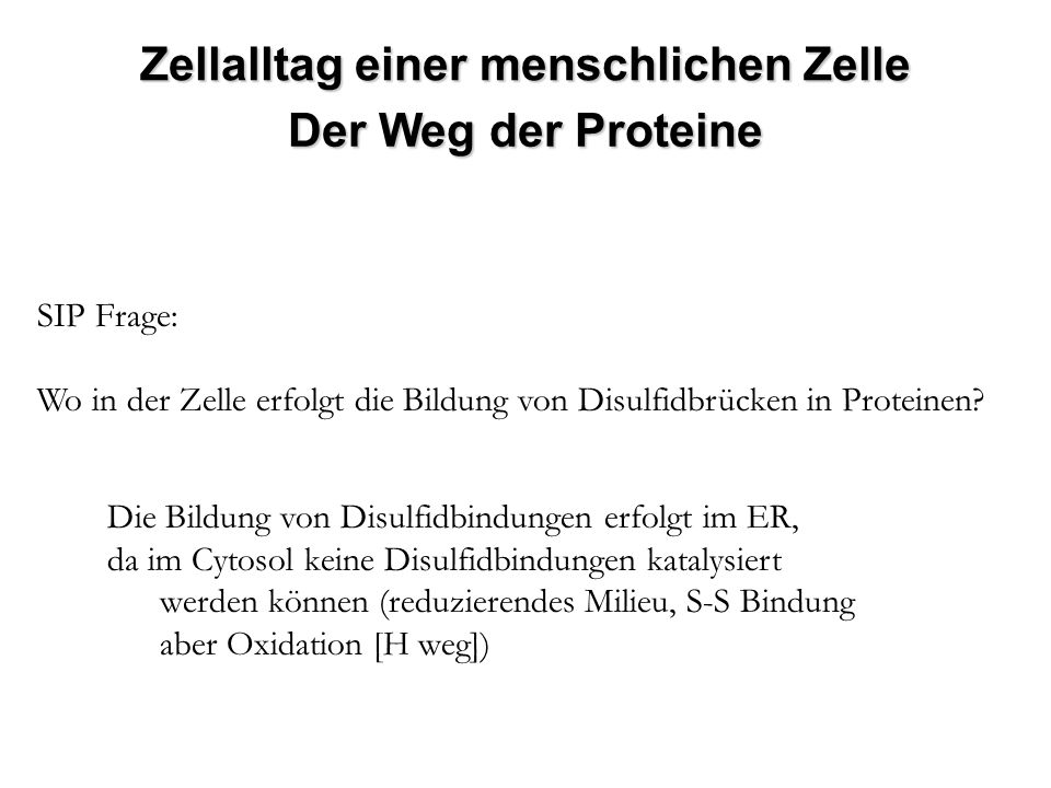 Zellalltag einer menschlichen Zelle